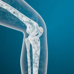 Maquette 3D d'un genou, évoquant un médicament pour régénérer le cartilage.