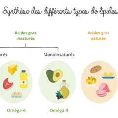 Schéma des lipides : oméga-3, oméga-6, oméga-9, acides gras saturés (viande, beurre) et trans industriels (chips, croissant).
