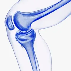 Illustration bleue d'un genou, montrant les os et le cartilage. Une vision pour régénérer le cartilage naturellement.