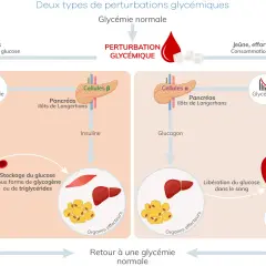Schéma expliquant les perturbations glycémiques, montrant comment le corps régule la glycémie et les risques de taux dangereux de glycémie.