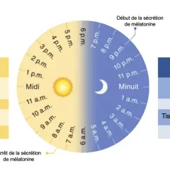 Schéma illustrant les rythmes circadiens du corps, avec les fonctions du foie, pancréas, tissu adipeux et muscle en mode actif (éveil/alimentation) et en mode maintenance (sommeil/jeûne), utile pour un jeune intermittent.
