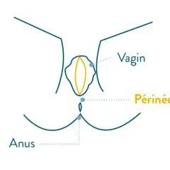 Schéma anatomique montrant le vagin, le périnée et l'anus, utile pour l'exercice périnée avant accouchement.