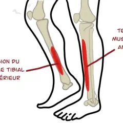 Schéma des muscles du tibia. La douleur au tibia en course à pied chez le débutant peut être liée à la tension du muscle tibial antérieur ou postérieur.
