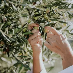 Mains cueillant des olives sur un olivier. Bien que les feuilles d'olivier soient réputées pour leurs bienfaits, il est bon de connaître les éventuels effets secondaires.