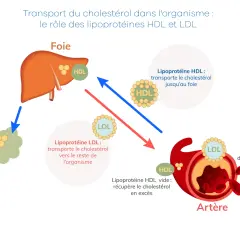 Le foie gère le bon et le mauvais cholestérol. Le HDL transporte le cholestérol vers le foie, le LDL le dépose dans les artères.