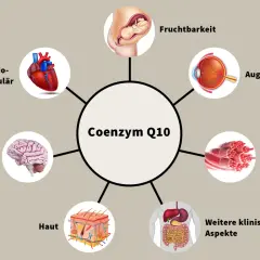 Schéma des coenzyme q10 bienfaits : cœur, cerveau, yeux, peau, muscles, fertilité, système digestif.