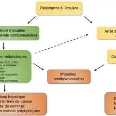 Schéma montrant comment la résistance à l'insuline mène à des anomalies métaboliques, puis à des maladies cardiovasculaires, ou à l'arrêt de la production d'insuline et au diabète de type 2.