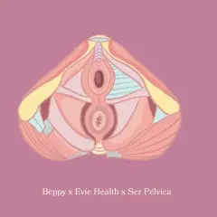 Illustration anatomique d'un plan sagittal du bassin féminin, montrant le muscle du périnée et les organes pelviens.