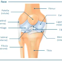 Schéma du genou de face, montrant le ligament collatéral latéral (externe), essentiel à la stabilité du tendon genou externe.