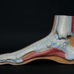 Modèle anatomique du pied montrant les muscles et tendons, utile pour comprendre l'inflammation de la voute plantaire.