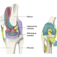 Anatomie du genou : fémur, rotule, tibia, péroné, ligaments croisés, ménisque, tendons. Utile pour comprendre une douleur genou suite choc sans gonflement.
