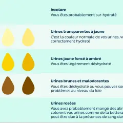 Illustration montrant la couleur des urines et leur lien avec l'hydratation. Le temps pour se réhydrater dépend de la couleur : plus elle est foncée, plus il faut boire.