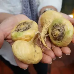 Mains tenant des racines de maca jaunâtres, certaines montrant des signes de pourriture, évoquant le danger de la maca mal conservée.