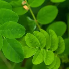 Feuilles vertes vibrantes d'une plante, peut-être une aide naturelle pour la ménopause et le sommeil.