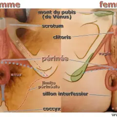 Anatomie comparée homme/femme. La partie entre les testicules et l'anus, chez l'homme, et entre le vagin et l'anus, chez la femme, s'appelle le périnée.