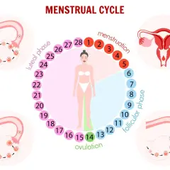 Schéma du cycle menstruel, montrant les phases et les ovaires. La phase lutéale, avec ses symptômes, est indiquée.