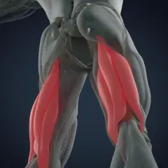 Anatomie des ischio-jambiers en rouge. Une blessure ischio-jambier : combien de temps pour guérir ?