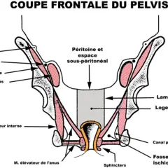 Coupe frontale du pelvis montrant le petit bassin anatomie, muscles, nerfs et structures viscérales.