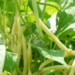 Gousses de haricot vert pâle, idéales pour un régime fodmap, poussent sur une plante luxuriante.