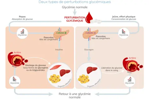 Schéma expliquant les perturbations glycémiques, montrant comment le corps régule la glycémie et les risques de taux dangereux de glycémie.