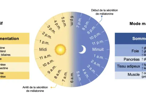 Schéma illustrant les rythmes circadiens du corps, avec les fonctions du foie, pancréas, tissu adipeux et muscle en mode actif (éveil/alimentation) et en mode maintenance (sommeil/jeûne), utile pour un jeune intermittent.