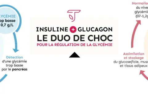 Schéma expliquant comment faire baisser la glycémie par l'effort physique, qui libère le glucose et stimule le pancréas à sécréter du glucagon.