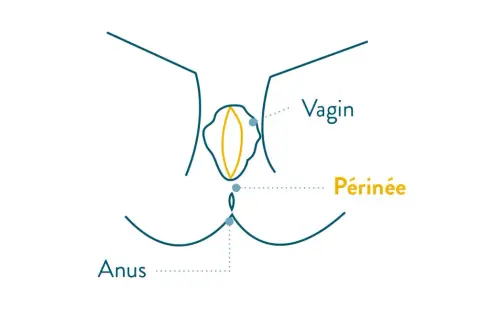 Schéma anatomique montrant le vagin, le périnée et l'anus, utile pour l'exercice périnée avant accouchement.