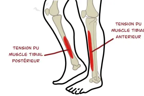 Schéma des muscles du tibia. La douleur au tibia en course à pied chez le débutant peut être liée à la tension du muscle tibial antérieur ou postérieur.