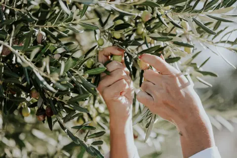 Mains cueillant des olives sur un olivier. Bien que les feuilles d'olivier soient réputées pour leurs bienfaits, il est bon de connaître les éventuels effets secondaires.