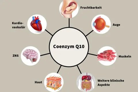 Schéma des coenzyme q10 bienfaits : cœur, cerveau, yeux, peau, muscles, fertilité, système digestif.