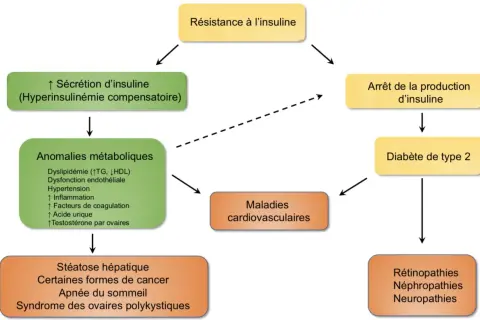 Schéma montrant comment la résistance à l'insuline mène à des anomalies métaboliques, puis à des maladies cardiovasculaires, ou à l'arrêt de la production d'insuline et au diabète de type 2.