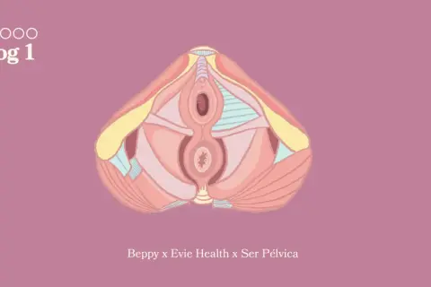Illustration anatomique d'un plan sagittal du bassin féminin, montrant le muscle du périnée et les organes pelviens.