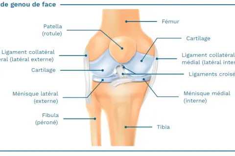 Schéma du genou de face, montrant le ligament collatéral latéral (externe), essentiel à la stabilité du tendon genou externe.