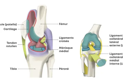 Anatomie du genou, montrant les ligaments croisés, ménisque, rotule et tendons. Une douleur du genou jusqu'au pied peut être liée à ces structures.