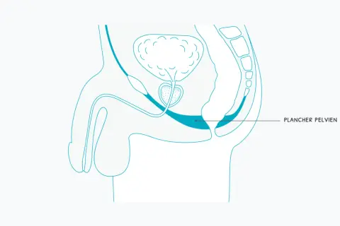 Schéma anatomique montrant le muscle pelvien homme, essentiel pour le soutien des organes et la fonction urinaire.