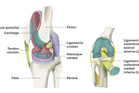 Anatomie du genou : fémur, rotule, tibia, péroné, ligaments croisés, ménisque, tendons. Utile pour comprendre une douleur genou suite choc sans gonflement.
