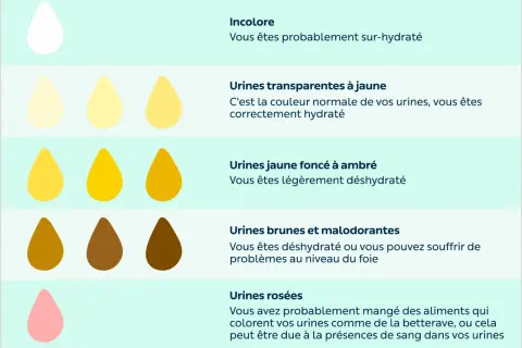 Illustration montrant la couleur des urines et leur lien avec l'hydratation. Le temps pour se réhydrater dépend de la couleur : plus elle est foncée, plus il faut boire.