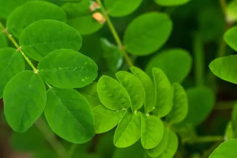 Feuilles vertes vibrantes d'une plante, peut-être une aide naturelle pour la ménopause et le sommeil.