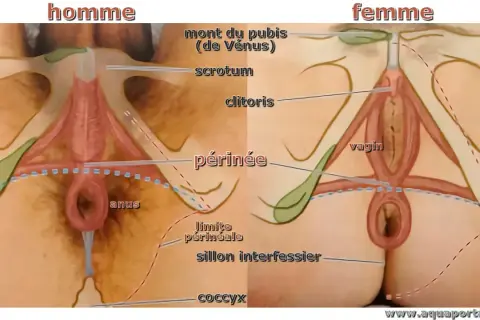 Anatomie comparée homme/femme. La partie entre les testicules et l'anus, chez l'homme, et entre le vagin et l'anus, chez la femme, s'appelle le périnée.