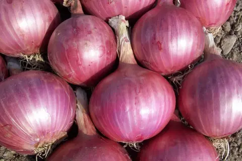 Gros plan sur des oignons rouges, parfaits pour découvrir les oignon rouge bienfaits. Ils sont prêts à être cuisinés.