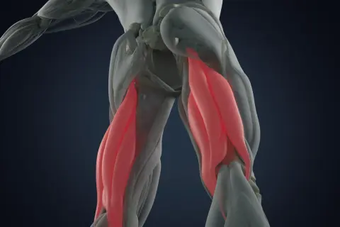 Anatomie des ischio-jambiers en rouge. Une blessure ischio-jambier : combien de temps pour guérir ?