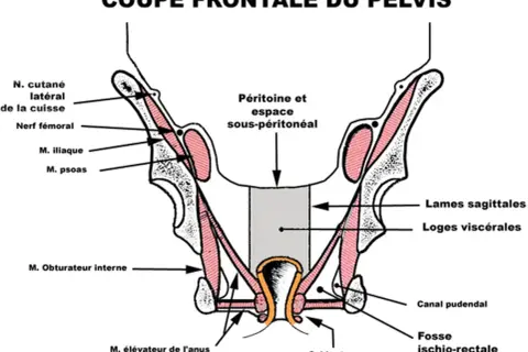 Coupe frontale du pelvis montrant le petit bassin anatomie, muscles, nerfs et structures viscérales.