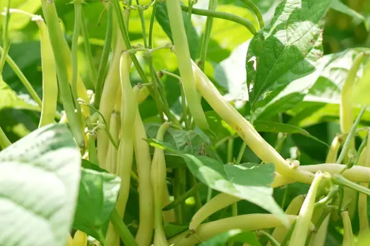 Gousses de haricot vert pâle, idéales pour un régime fodmap, poussent sur une plante luxuriante.
