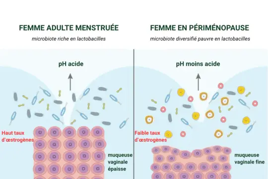 Comparaison de l'équilibre flore intime : femme menstruée (microbiote riche, pH acide) vs périménopausée (microbiote diversifié, pH moins acide).