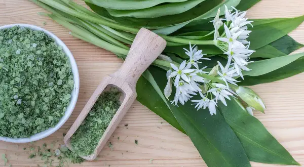 Sel de cuisine vert fait maison à base d'ail des ours, avec des feuilles et des fleurs fraîches.