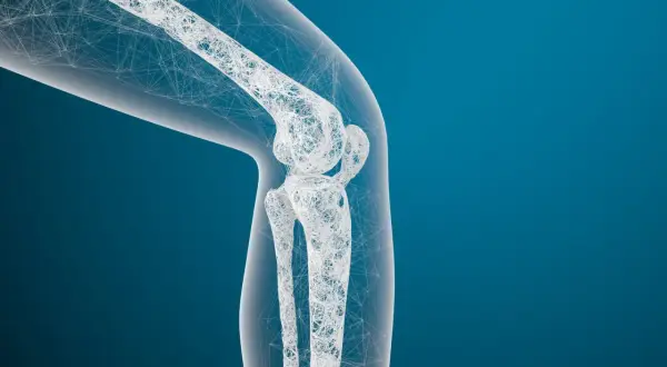 Maquette 3D d'un genou, évoquant un médicament pour régénérer le cartilage.