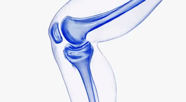 Illustration bleue d'un genou, montrant les os et le cartilage. Une vision pour régénérer le cartilage naturellement.