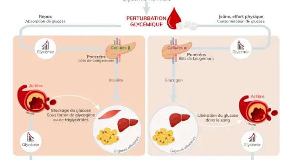 Schéma expliquant les perturbations glycémiques, montrant comment le corps régule la glycémie et les risques de taux dangereux de glycémie.