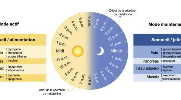Schéma illustrant les rythmes circadiens du corps, avec les fonctions du foie, pancréas, tissu adipeux et muscle en mode actif (éveil/alimentation) et en mode maintenance (sommeil/jeûne), utile pour un jeune intermittent.