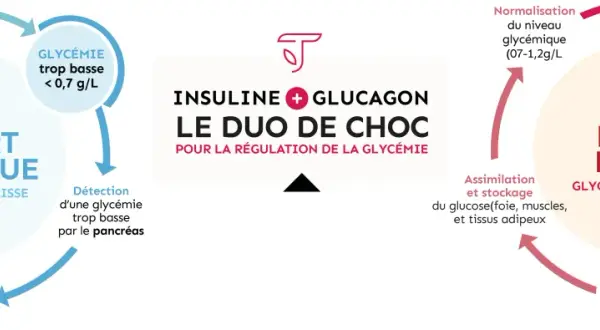 Schéma expliquant comment faire baisser la glycémie par l'effort physique, qui libère le glucose et stimule le pancréas à sécréter du glucagon.